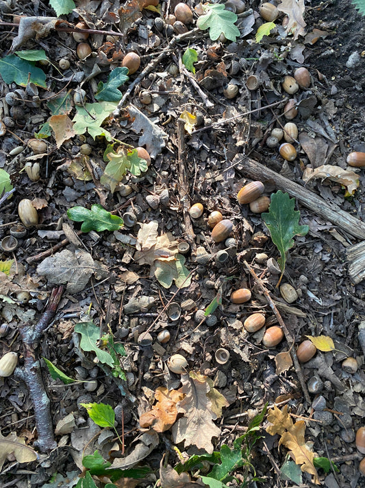 The forest floor underneath an Oak tree in Sherwood Forest