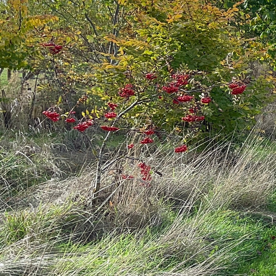 A rowan tree heavy with red berries beside the mown path through the young trees at the farm in Screveton