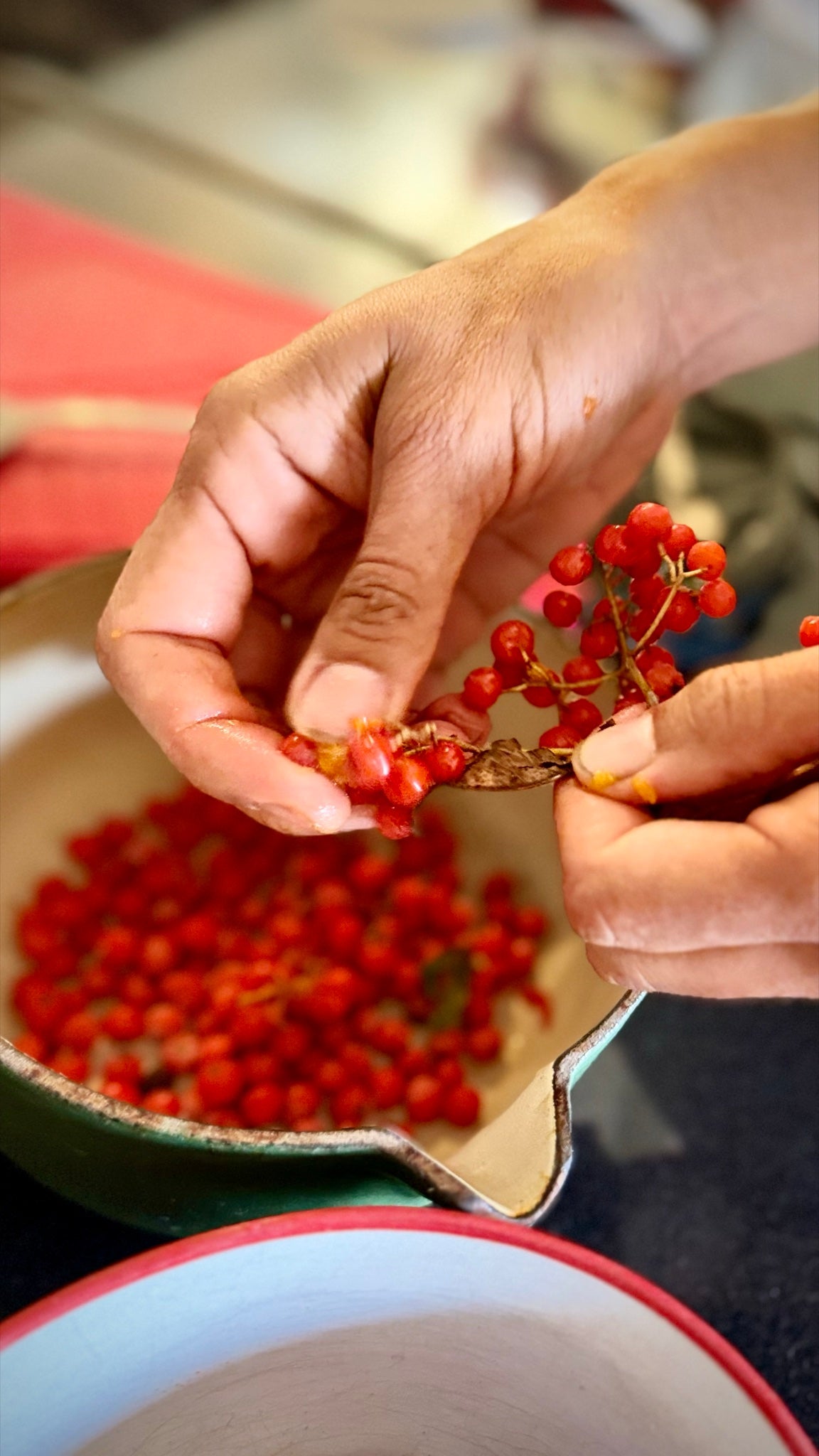 Stripping rowan berries from the stalk by hand into an enamel pan